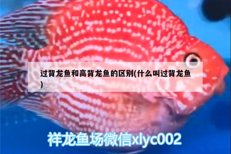 過背龍魚和高背龍魚的區(qū)別(什么叫過背龍魚)