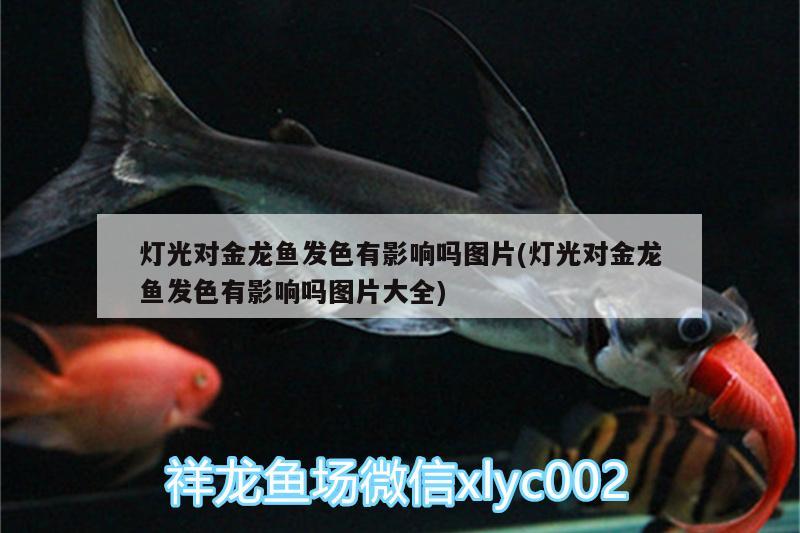 燈光對金龍魚發(fā)色有影響嗎圖片(燈光對金龍魚發(fā)色有影響嗎圖片大全) 金龍福龍魚