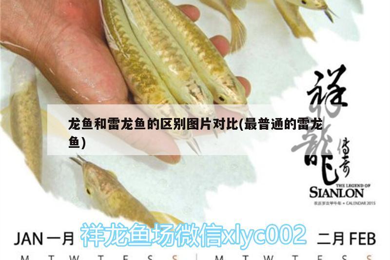 龍魚和雷龍魚的區(qū)別圖片對比(最普通的雷龍魚)