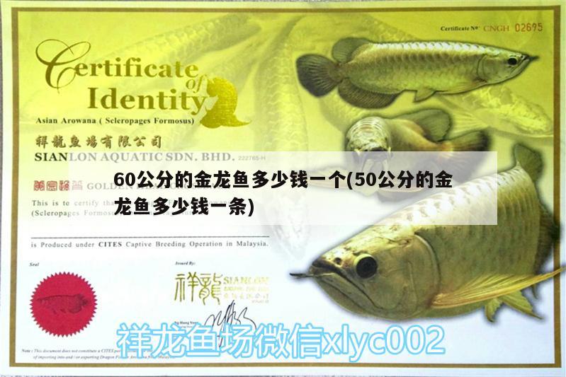 魚(yú)缸剛剛換水很渾怎么辦(魚(yú)缸剛換的水就渾怎么辦) 金頭過(guò)背金龍魚(yú) 第2張