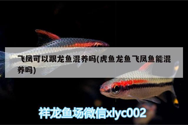 哪種紅龍魚最好看圖片大全大圖(什么品種的紅龍魚最好看)