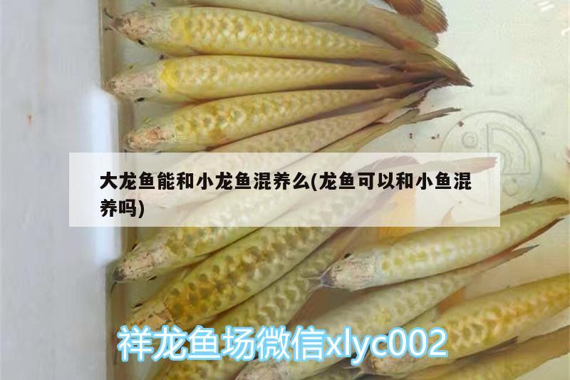 銀龍魚(yú)有過(guò)背的嗎圖片（銀龍魚(yú)背鰭全倒下了咋回事）