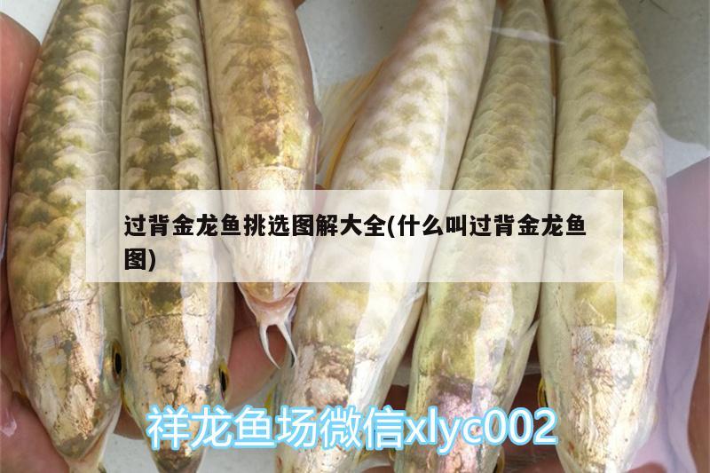 過(guò)背金龍魚(yú)挑選圖解大全(什么叫過(guò)背金龍魚(yú)圖) 金龍魚(yú)百科 第2張