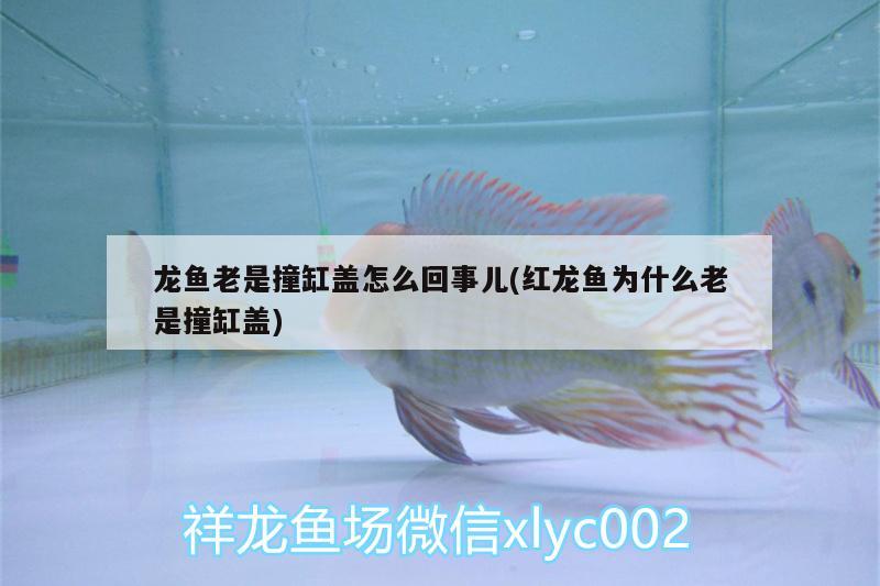 龍魚老是撞缸蓋怎么回事兒(紅龍魚為什么老是撞缸蓋) 銀古魚苗