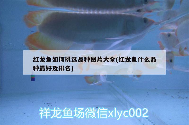 洛陽魚缸廠家直銷電話多少號?。郝尻桇~缸廠家直銷電話多少號啊 觀賞魚市場 第2張