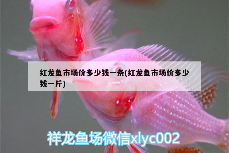 紅龍魚市場價多少錢一條(紅龍魚市場價多少錢一斤) 過濾設(shè)備