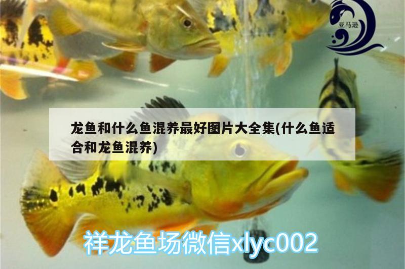 龍魚和什么魚混養(yǎng)最好圖片大全集(什么魚適合和龍魚混養(yǎng)) BD魟魚