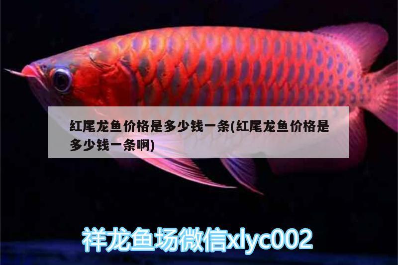 紅尾龍魚價格是多少錢一條(紅尾龍魚價格是多少錢一條啊) 七彩神仙魚