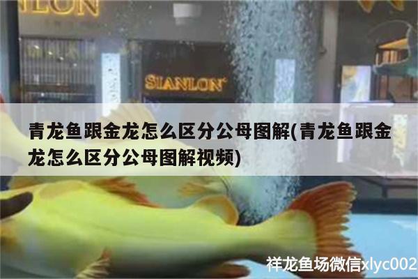 青龍魚跟金龍怎么區(qū)分公母圖解(青龍魚跟金龍怎么區(qū)分公母圖解視頻)