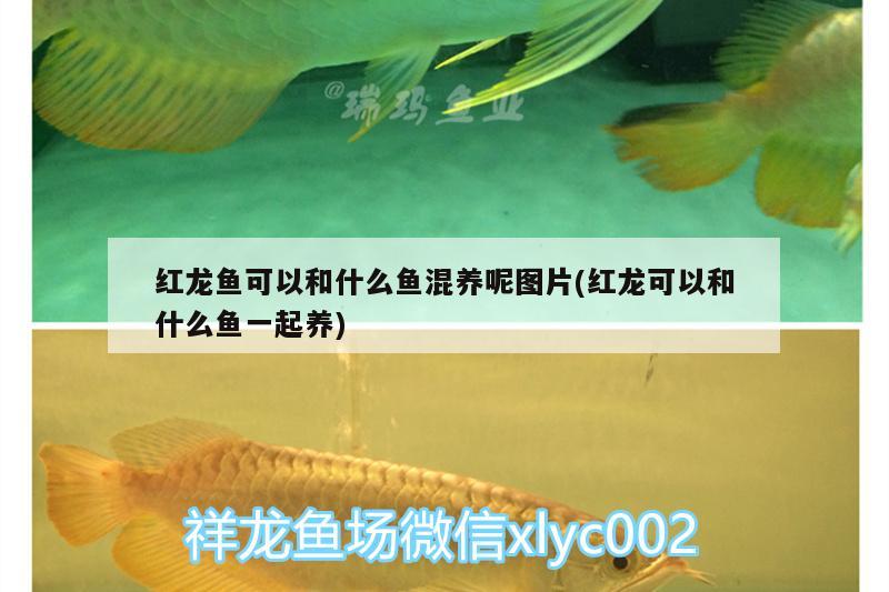 紅龍魚(yú)可以和什么魚(yú)混養(yǎng)呢圖片(紅龍可以和什么魚(yú)一起養(yǎng)) 水溫計(jì)