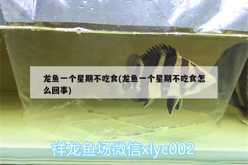 龍魚(yú)一個(gè)星期不吃食(龍魚(yú)一個(gè)星期不吃食怎么回事)