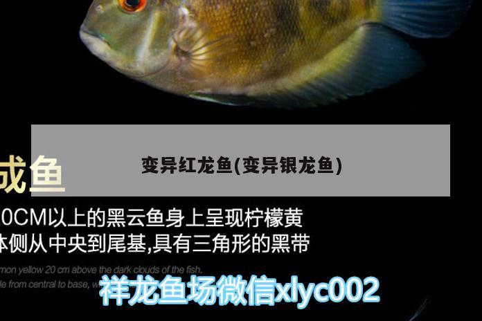 泡沫盒做魚缸(用泡沫箱做魚缸視頻) 帝王血鉆魚 第1張