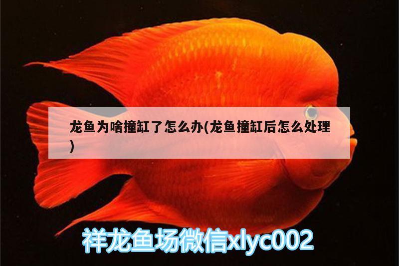 金魚多久生小魚仔，剛下的小魚怎么養(yǎng) 養(yǎng)魚的好處 第1張