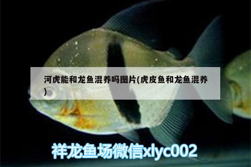 營口水族批發(fā)市場地址電話是多少（營口水產(chǎn)批發(fā)幾點(diǎn)營業(yè)） 養(yǎng)魚知識(shí) 第1張