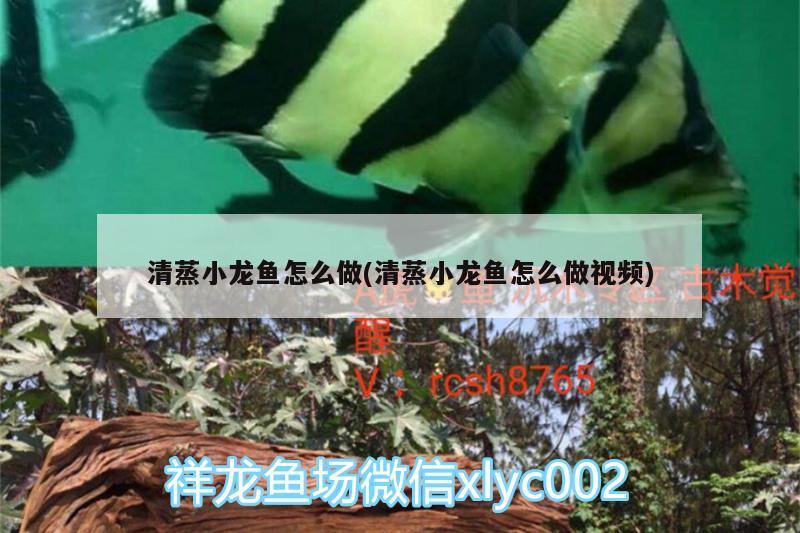 清蒸小龍魚怎么做(清蒸小龍魚怎么做視頻)