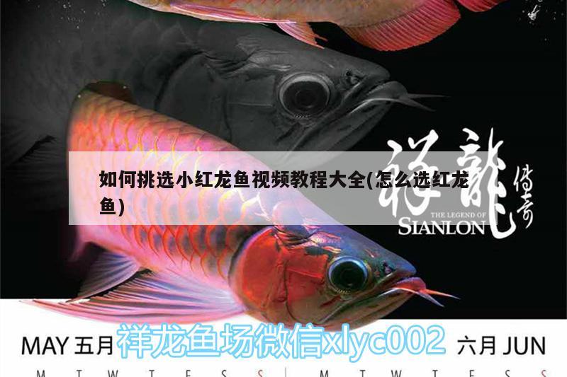 如何挑選小紅龍魚視頻教程大全(怎么選紅龍魚) 名貴錦鯉魚