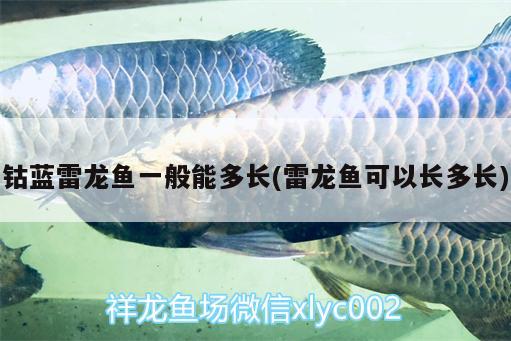 紅龍魚(yú)配什么魚(yú)好看：紅龍魚(yú)適合和什么魚(yú)一起養(yǎng)