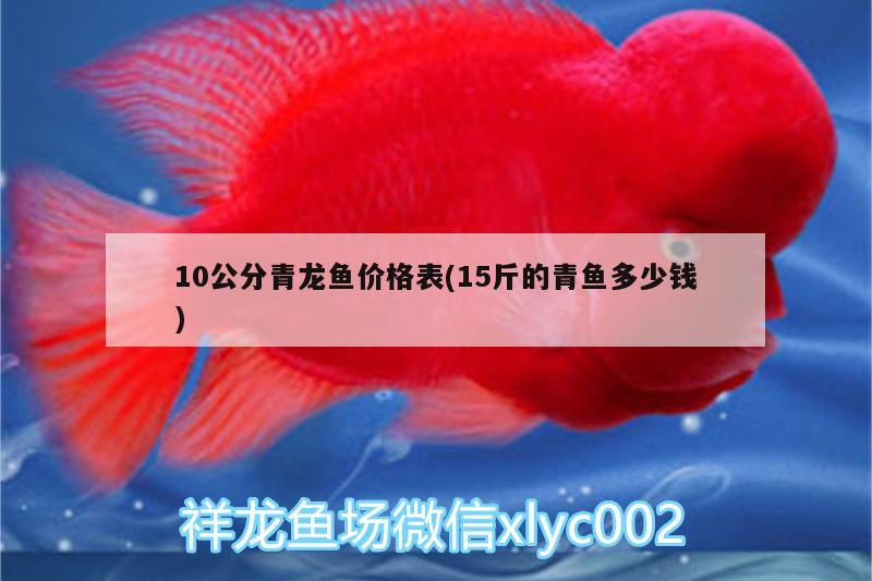 10公分青龍魚(yú)價(jià)格表(15斤的青魚(yú)多少錢(qián)) 青龍魚(yú)