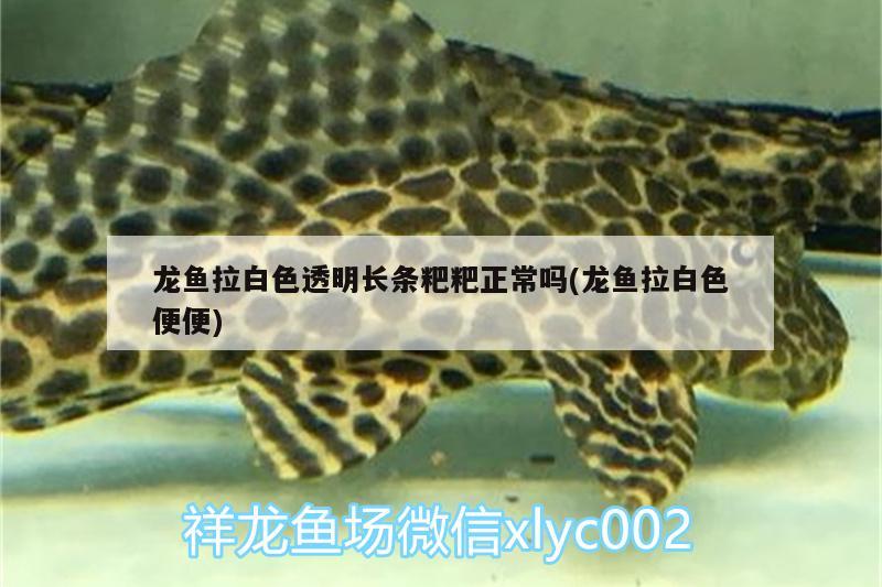 龍魚拉白色透明長條粑粑正常嗎(龍魚拉白色便便) 觀賞魚批發(fā)