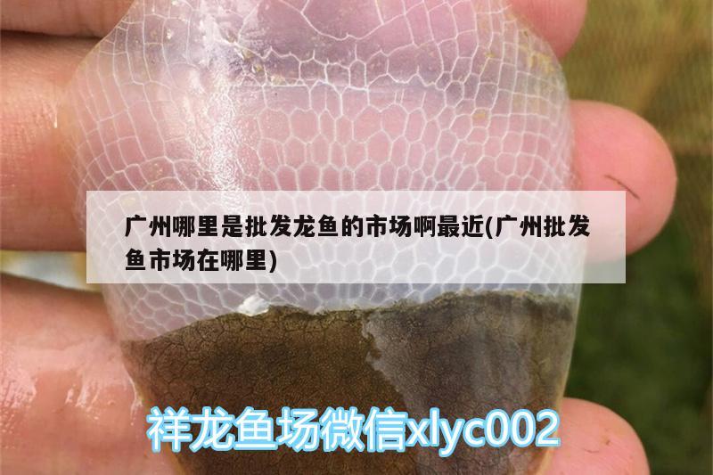 廣州哪里是批發(fā)龍魚的市場啊最近(廣州批發(fā)魚市場在哪里) 細線銀版魚