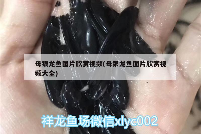 母銀龍魚圖片欣賞視頻(母銀龍魚圖片欣賞視頻大全) 銀龍魚