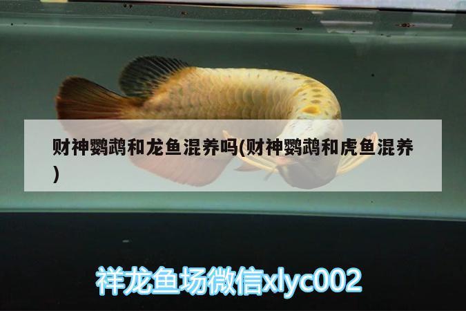 財神鸚鵡和龍魚混養(yǎng)嗎(財神鸚鵡和虎魚混養(yǎng)) 鸚鵡魚