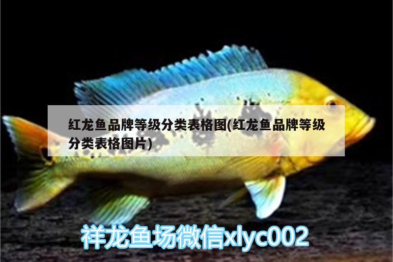 紅龍魚品牌等級(jí)分類表格圖(紅龍魚品牌等級(jí)分類表格圖片)