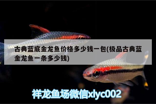 古典藍(lán)底金龍魚價(jià)格多少錢一包(極品古典藍(lán)金龍魚一條多少錢)