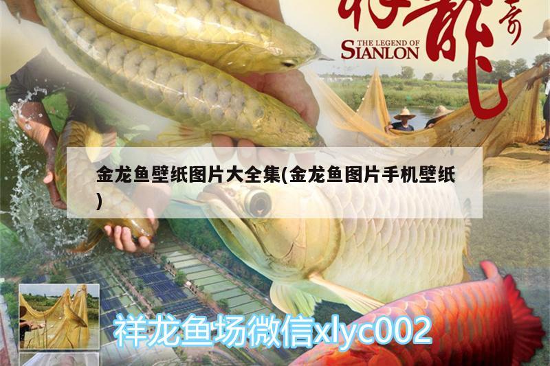 金龍魚壁紙圖片大全集(金龍魚圖片手機壁紙)