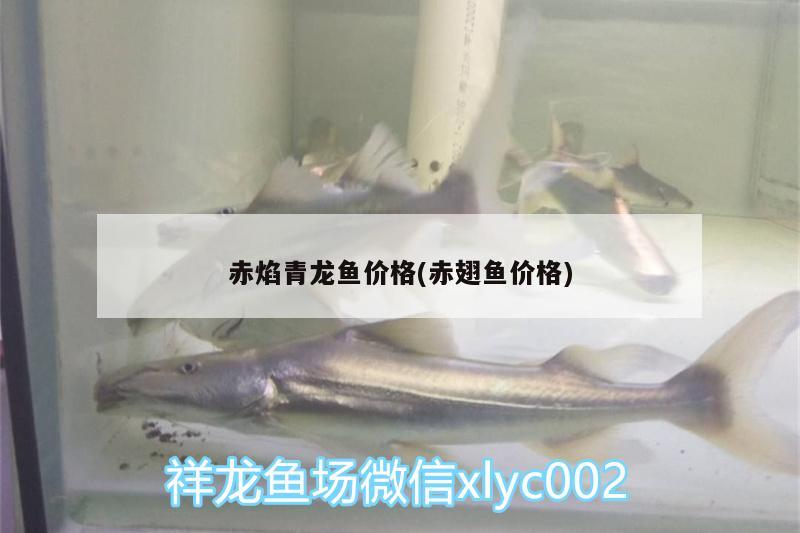 赤焰青龍魚價(jià)格(赤翅魚價(jià)格)