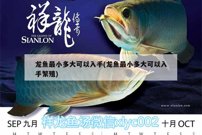 龍魚(yú)最小多大可以入手(龍魚(yú)最小多大可以入手繁殖)