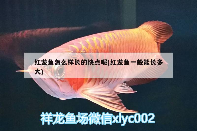 紅龍魚怎么樣長的快點(diǎn)呢(紅龍魚一般能長多大) BD魟魚