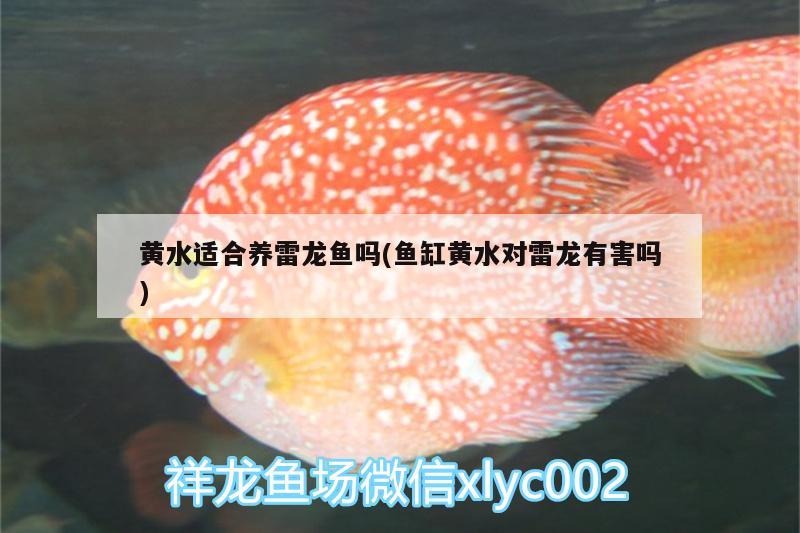 黃水適合養(yǎng)雷龍魚嗎(魚缸黃水對(duì)雷龍有害嗎)