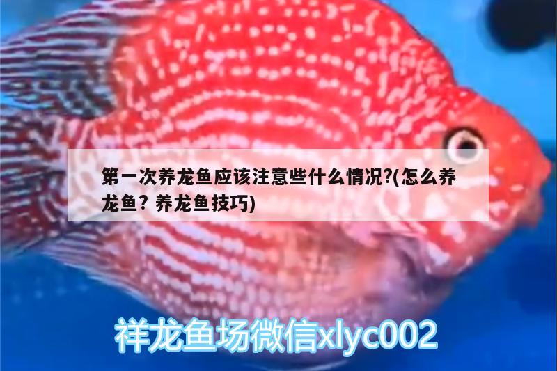 第一次養(yǎng)龍魚應(yīng)該注意些什么情況?(怎么養(yǎng)龍魚?養(yǎng)龍魚技巧)