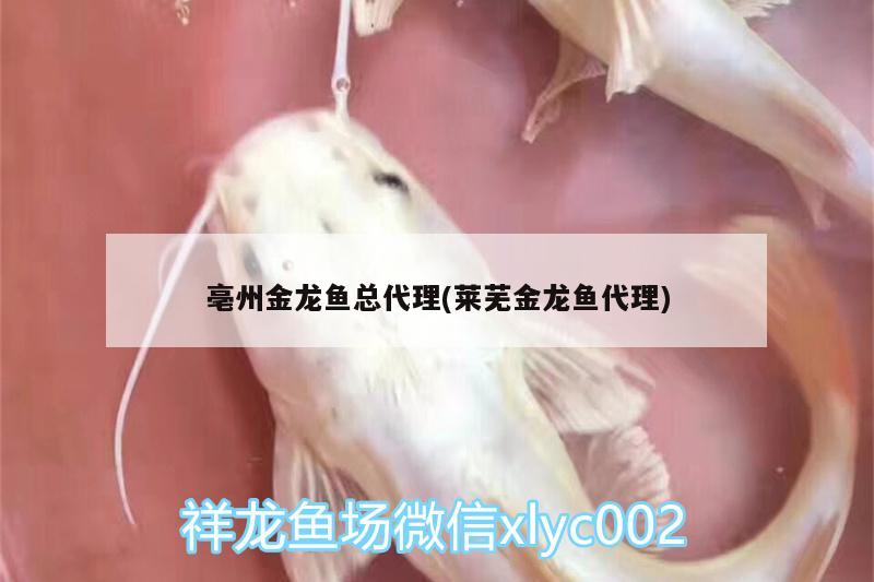 亳州金龍魚總代理(萊蕪金龍魚代理)