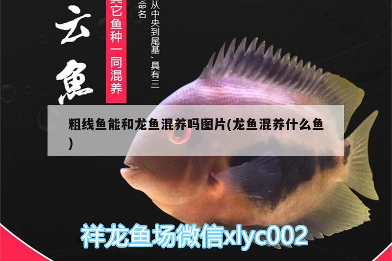 粗線魚能和龍魚混養(yǎng)嗎圖片(龍魚混養(yǎng)什么魚)