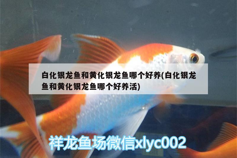 紅龍魚底色太臟怎么辦(紅魚顏色變淺了怎么辦)