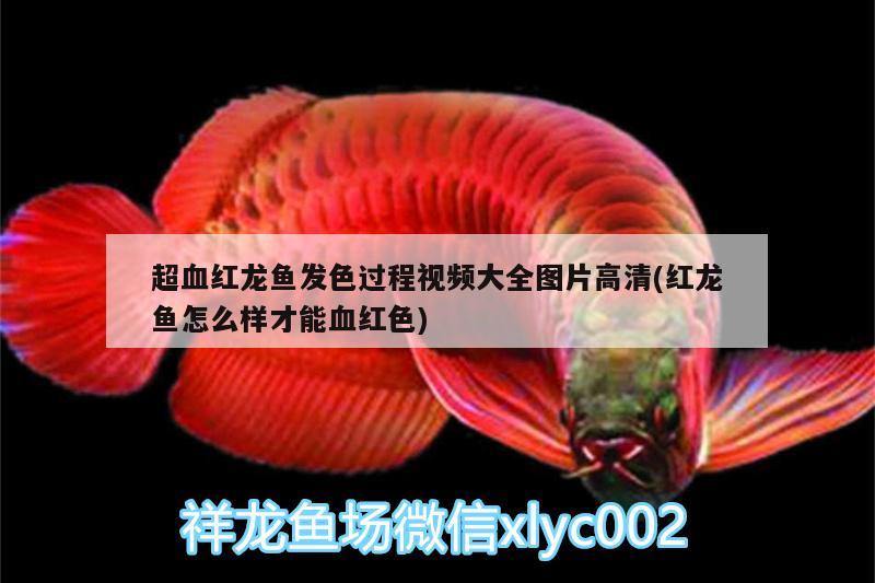 超血紅龍魚發(fā)色過(guò)程視頻大全圖片高清(紅龍魚怎么樣才能血紅色) 超血紅龍魚