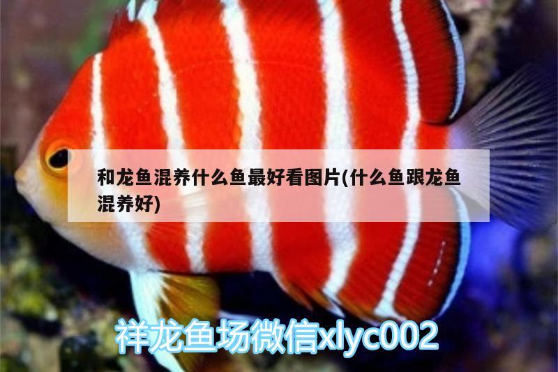 和龍魚混養(yǎng)什么魚最好看圖片(什么魚跟龍魚混養(yǎng)好) 月光鴨嘴魚苗