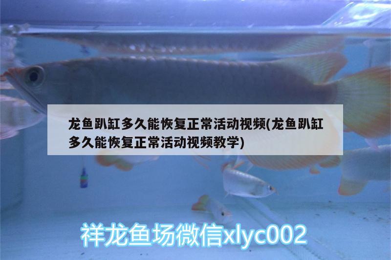 龍魚趴缸多久能恢復(fù)正?；顒右曨l(龍魚趴缸多久能恢復(fù)正?；顒右曨l教學(xué)) 其它水族用具設(shè)備