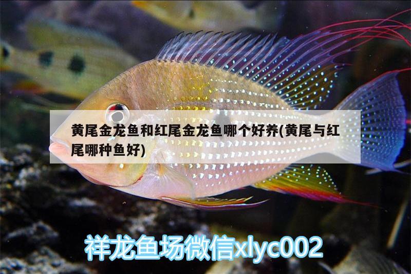 黃尾金龍魚和紅尾金龍魚哪個好養(yǎng)(黃尾與紅尾哪種魚好) 短身紅龍魚