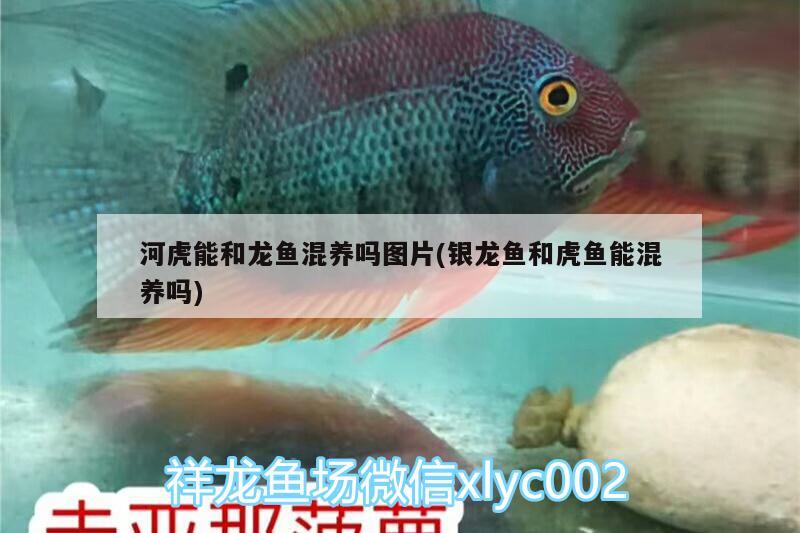 陽臺(tái)放魚缸好嗎：陽臺(tái)放魚缸圖片大全