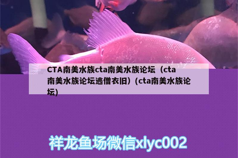 CTA南美水族cta南美水族論壇（cta南美水族論壇逃僧衣舊）(cta南美水族論壇) 白子銀版魚(yú) 第1張