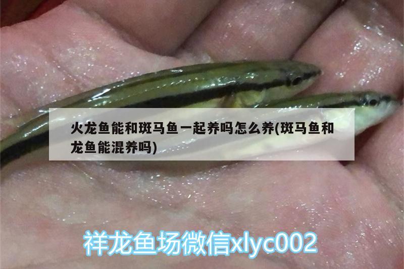 火龍魚能和斑馬魚一起養(yǎng)嗎怎么養(yǎng)(斑馬魚和龍魚能混養(yǎng)嗎) 野生地圖魚