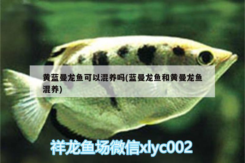 金龍魚廣告詞(金龍魚廣告詞111是什么意思) 皇冠黑白魟魚