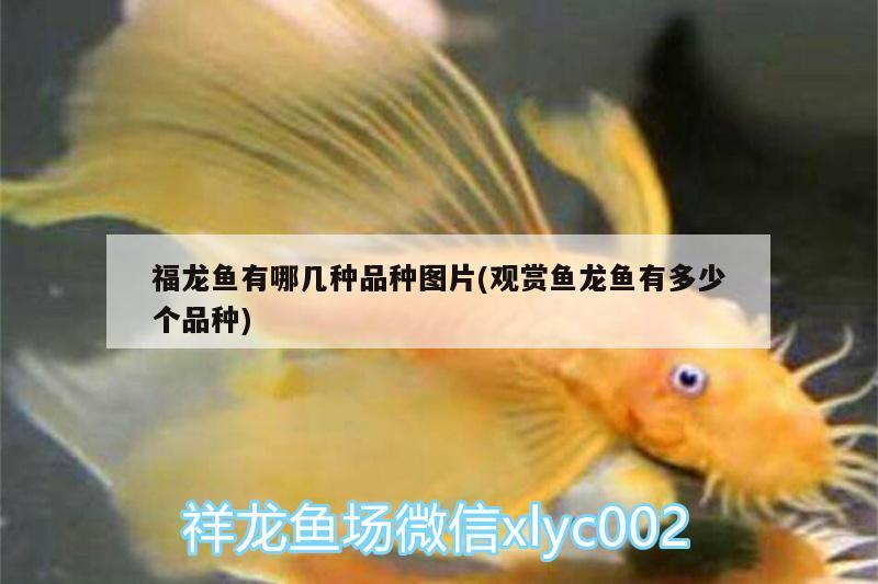 多大的缸適合養(yǎng)龍魚蝦(多大的缸適合養(yǎng)龍魚蝦魚)