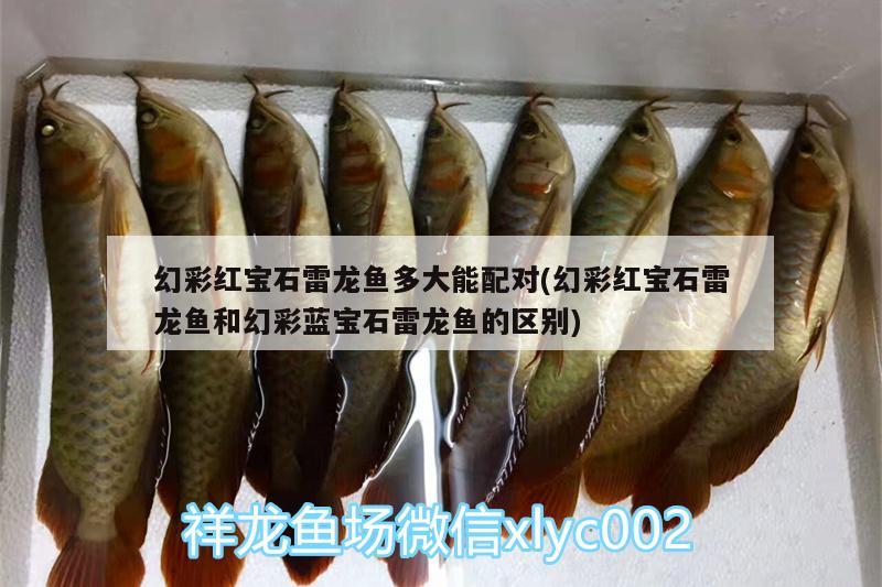 幻彩紅寶石雷龍魚(yú)多大能配對(duì)(幻彩紅寶石雷龍魚(yú)和幻彩藍(lán)寶石雷龍魚(yú)的區(qū)別) 泰龐海鰱魚(yú)