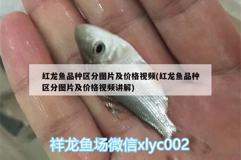 紅龍魚品種區(qū)分圖片及價格視頻(紅龍魚品種區(qū)分圖片及價格視頻講解) 祥龍藍(lán)珀金龍魚