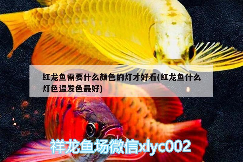 紅龍魚需要什么顏色的燈才好看(紅龍魚什么燈色溫發(fā)色最好) 養(yǎng)魚的好處