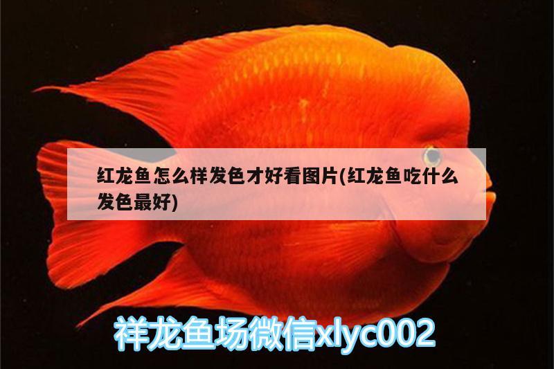 魚缸濾材（魚缸濾材可以直接放缸底嗎） 其他品牌魚缸 第2張